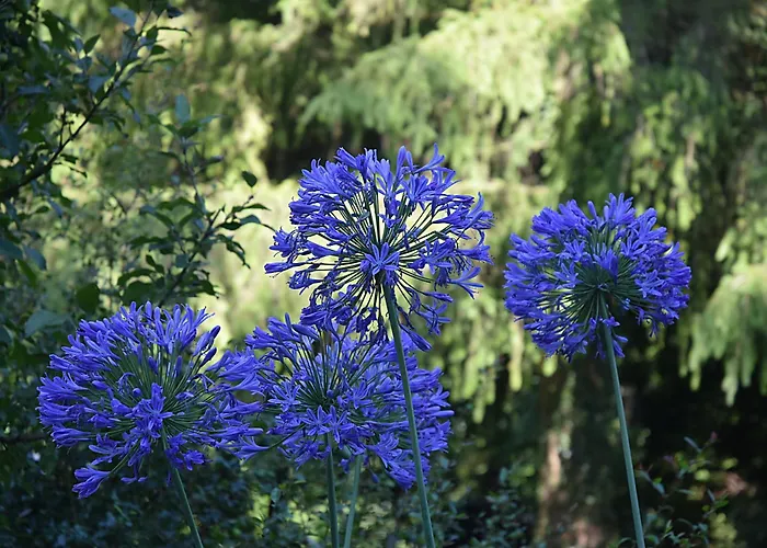 Garaze Деревянный коттедж *