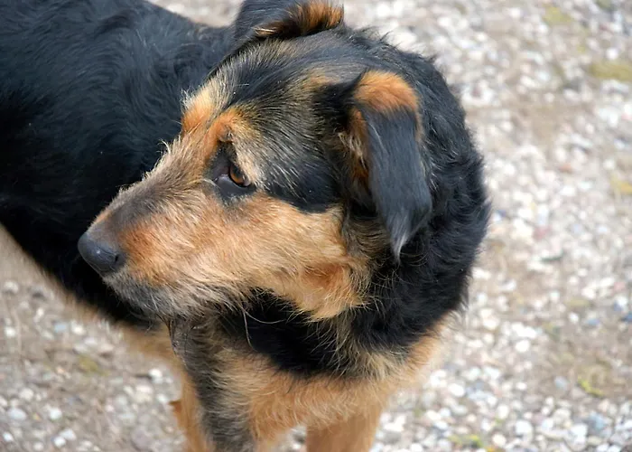 Деревянный коттедж Garaze Miedzychod